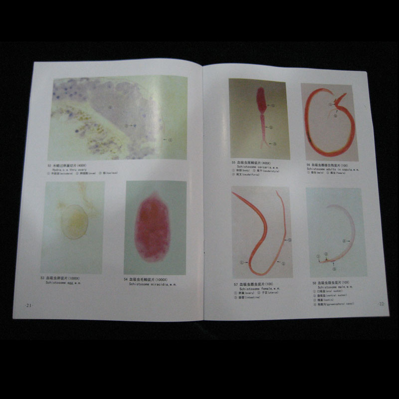 53011中学生物显微图谱.jpg 53011中学生物显微图谱.jpg